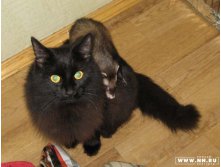 кошка Карла и Мотя