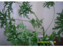 Pelargonium graveolens_