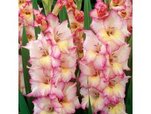 3206540.Gladiolus-Priscilla.jpg