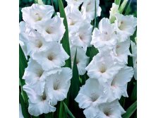 3206554.Gladiolus-White-Prosperity.jpg