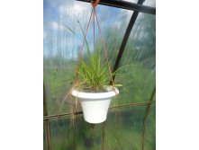 лимонное сорго