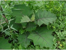 наранхилла