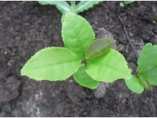 камелия китайская