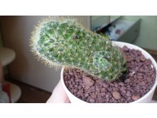 Mammillaria wildii