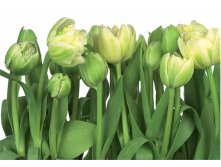 . 8-900 Tulips   368-254 8       23,1