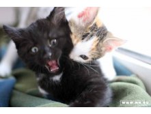 Мотька кусает кота