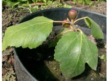 инжир сорт крымский черный