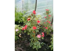 безумный бальзамин