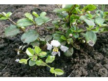 так цветет мальпигия