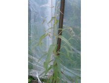 лимонный эвкалипт. ему годик