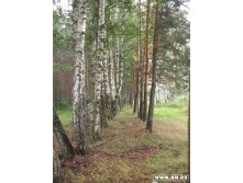 аллейка, тут в сени деревьев когда то прогуливались генералы