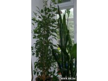 Фикус Бенджа и сансивьерия