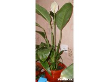 Спатифиллум