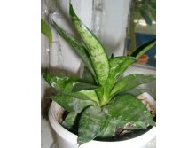 Тоже  сансивьерия