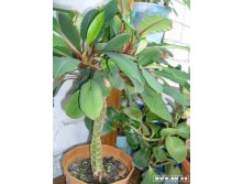 Молочай и сзади пеперомия