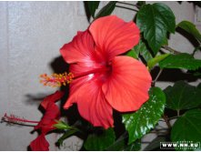 Цветок гибискуса