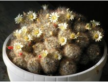 Mammillaria prolifera ssp. texana 18.07.2010