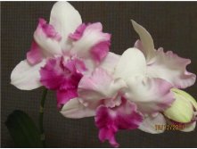 Dendrobium phalaenopsis Anucha flair.jpg