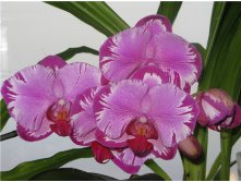 Doritaenopsis Taiwan Red Cat.jpg