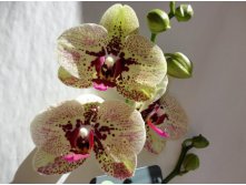 Phalaenopsis Fata Morgana.jpg