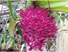 Rhynchostylis gigantea var rubrum(red).jpg