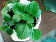   (Plectranthus australis) 