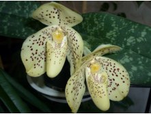 Paphiopedilum_concolor x bellatulum_wenshanense.jpg