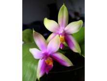 Phal._Bellinajpg