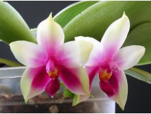 Phal._bellina.jpg