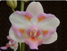 Phal._Crystal_Lady_x_Dor._Purcherrima.jpg