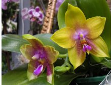 Phalaenopsis Bedford Nonpareil.jpg