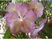 4055773.tricolor_orchid_1387.jpg