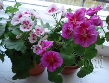 PAC Flower Fairy White Splash  PAC Flower Fairy Violet