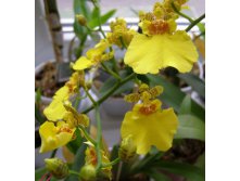 oncidium sweet sugar