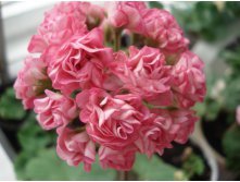 Swanland Pink-Australien Pink Rosebud.JPG