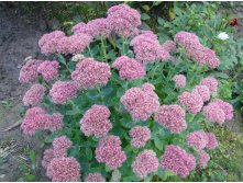    (Sedum telephium)