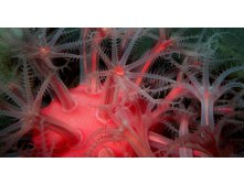 MushroomSoftCoral_ROW72377408.jpg