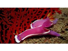 SeaSlugs_ROW423239929.jpg