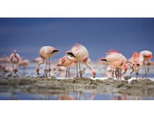 JamesFlamingos_ROW434228174.jpg