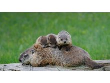 GroundhogBabies_ROW1387348879.jpg