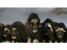 MuskOx_ROW2160210333.jpg