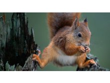 RedSquirrel_ROW211178754.jpg