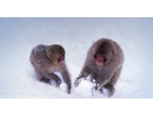 SnowMonkeys_ROW575382856.jpg