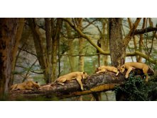 SleepingLions_ROW1245041660.jpg