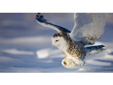 SnowyOwl_ROW1708161831.jpg