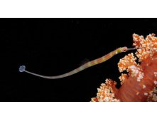 Pipefish_ROW580919433.jpg