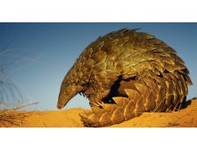 GroundPangolin_ROW2056120754.jpg