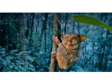 Tarsier_ROW1116718037.jpg