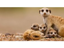 Meerkat_ROW843377978.jpg