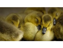 Goslings_ROW989588615.jpg